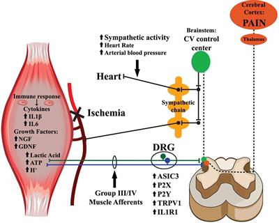 Peripheral Mechanisms of Ischemic Myalgia